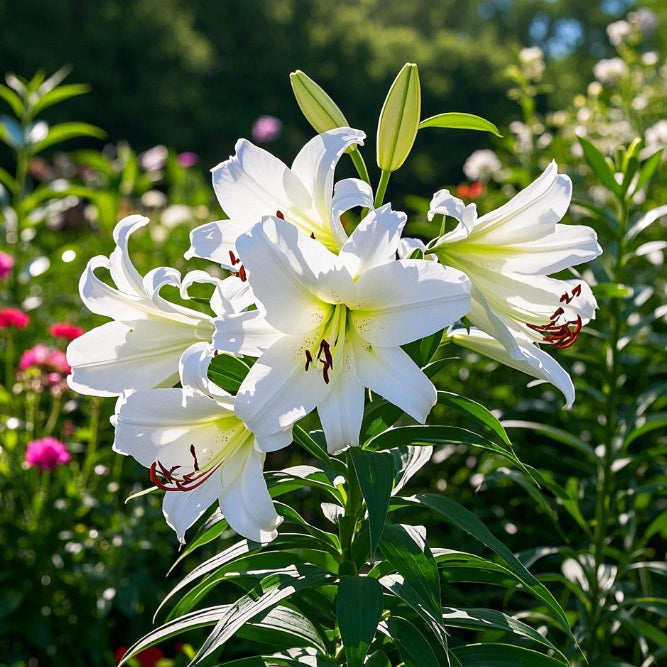 đșIllatosĂtott liliomhagymĂĄk â frissek Ă©s Ă©desek