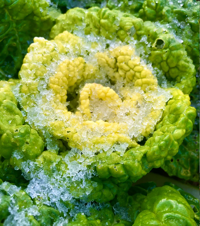 Brassica Narinosa magvak (WuTat Choy)