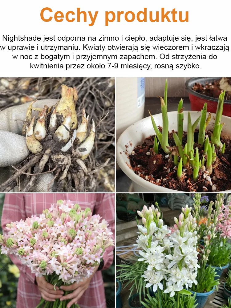 【Illatosabb, mint a parfüm】A tubarózsa virágai több ezer kilométeren át illatoznak, minden évben virágzik.