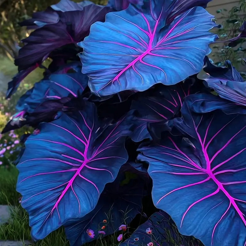 🌿 Ritka Hosta hagymák🎁 Különleges ajánlat 2025