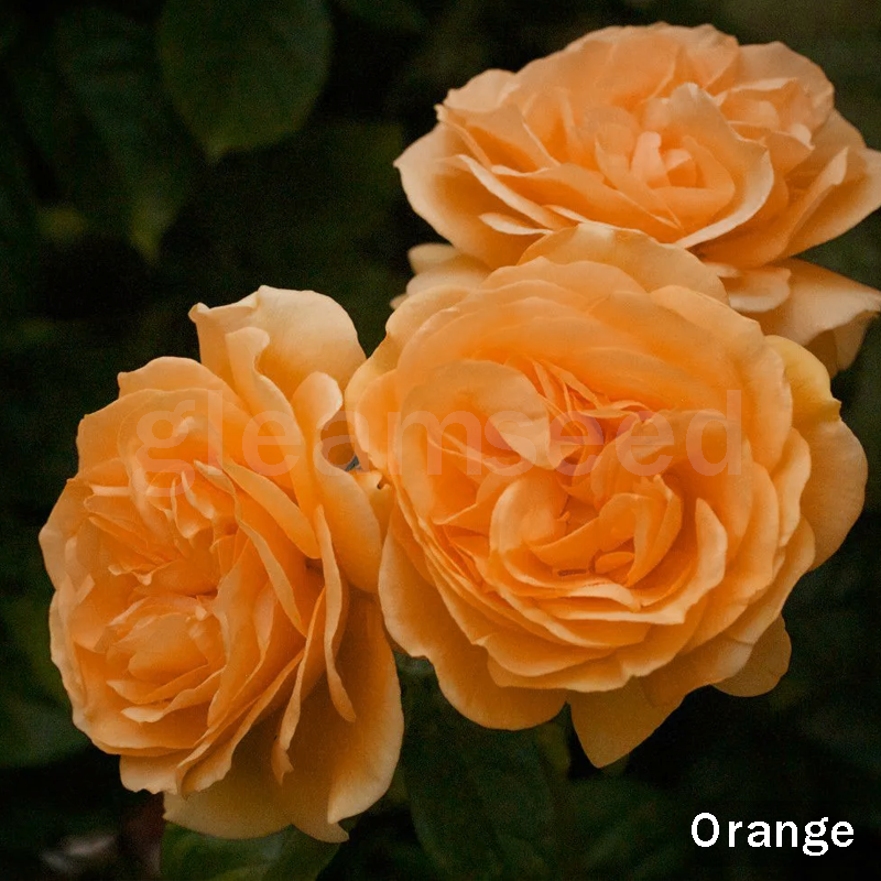 ✨Kamélia virágmagok – 8 romantikus szín, a téli virágzás szépsége