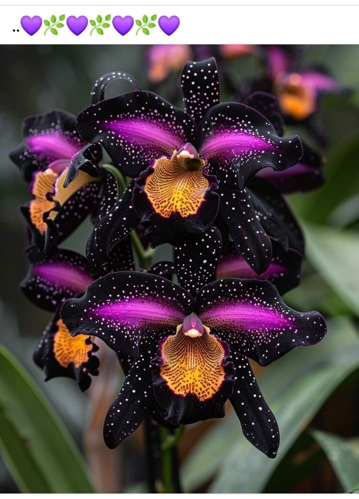 Pillangó írisz magok