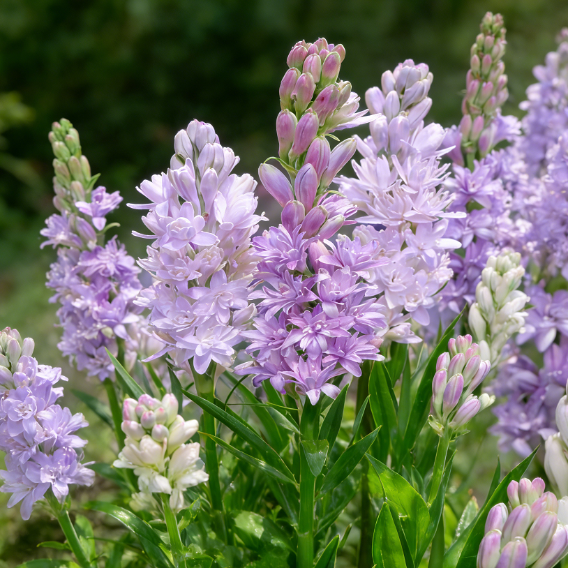 🌺Dupla illatú tubarózsa hagymák – Holdkerti virág