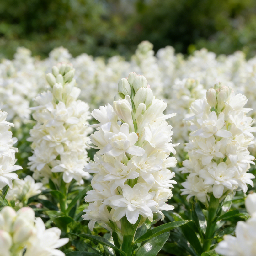 🌺Dupla illatú tubarózsa hagymák – Holdkerti virág