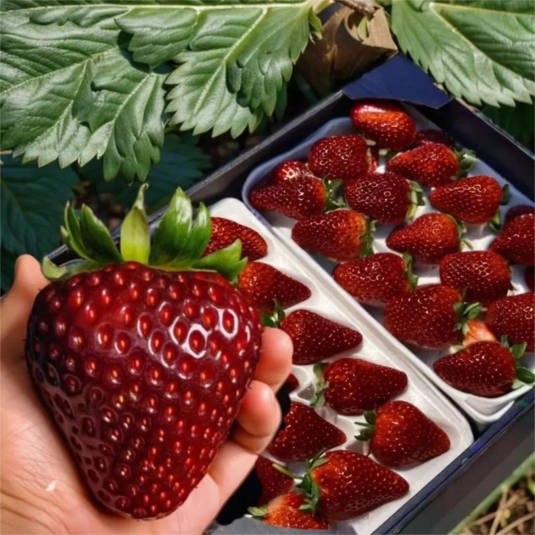 🔥⏰Utolsó napi akció🌱FEKETE GYÖNGY EPERMAGOK