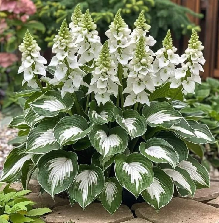 Hardy Beauty: Árnyék- és hidegálló hosta virágok