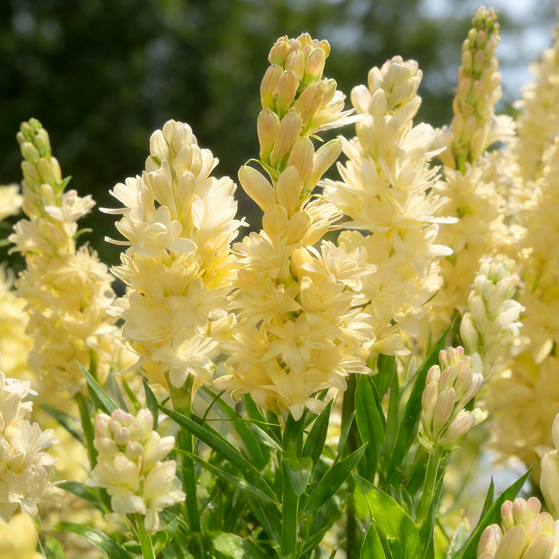 🌺Dupla illatú tubarózsa hagymák – Holdkerti virág