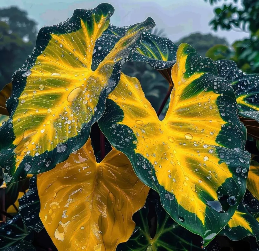 Ritka, óriási, többszínű kaladiumhagymák