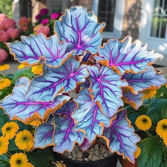 Ritka, óriási, magas hosta hagymák – toronymagas elegancia és árnyéktűrő szépség