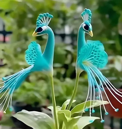 🌺 Páva orchidea magok