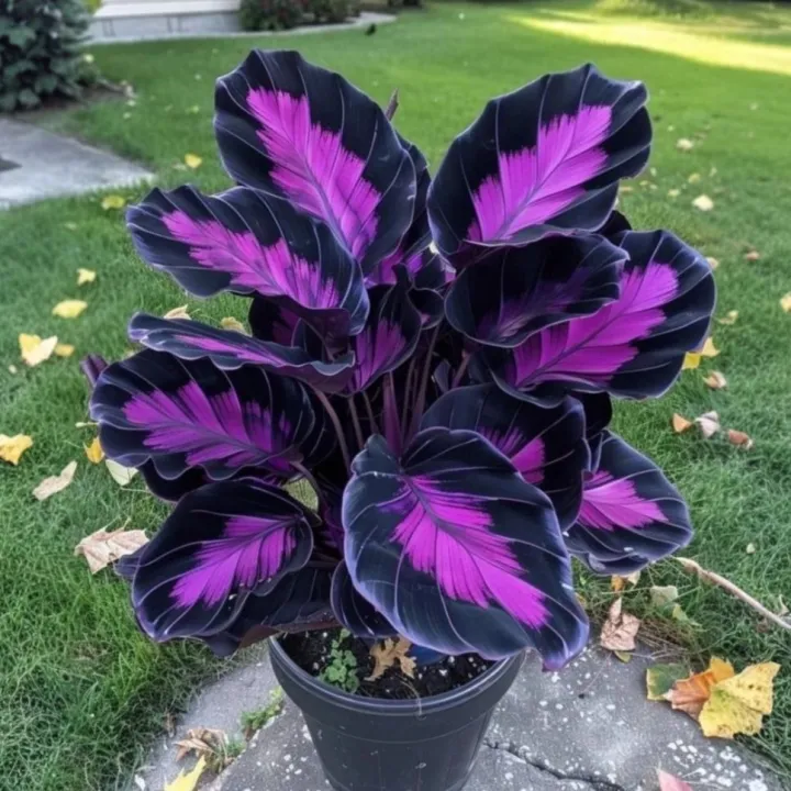 Ritka, óriási, magas hosta hagymák – toronymagas elegancia és árnyéktűrő szépség