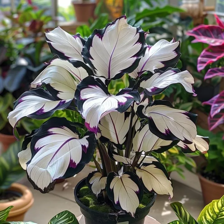 Ritka, óriási, magas hosta hagymák – toronymagas elegancia és árnyéktűrő szépség