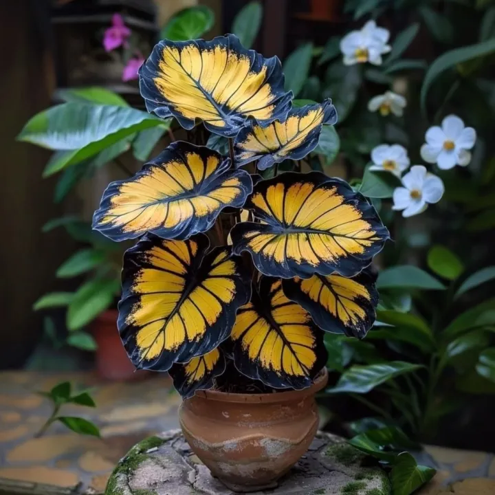 Ritka, óriási, magas hosta hagymák – toronymagas elegancia és árnyéktűrő szépség