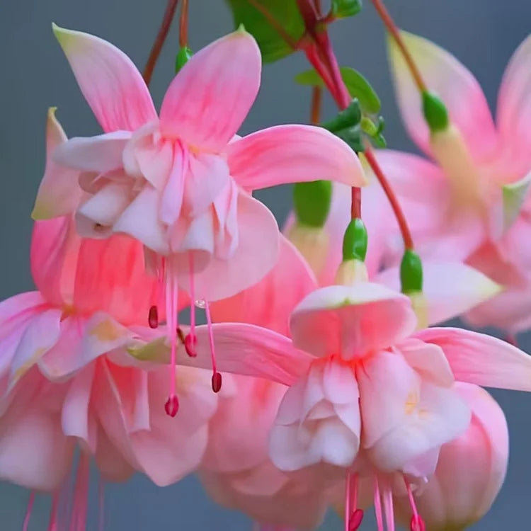 🌺Fukszia magok - Lámpásvirág