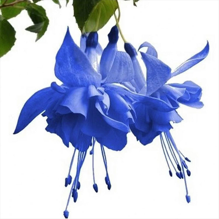 🌺Fukszia magok - Lámpásvirág