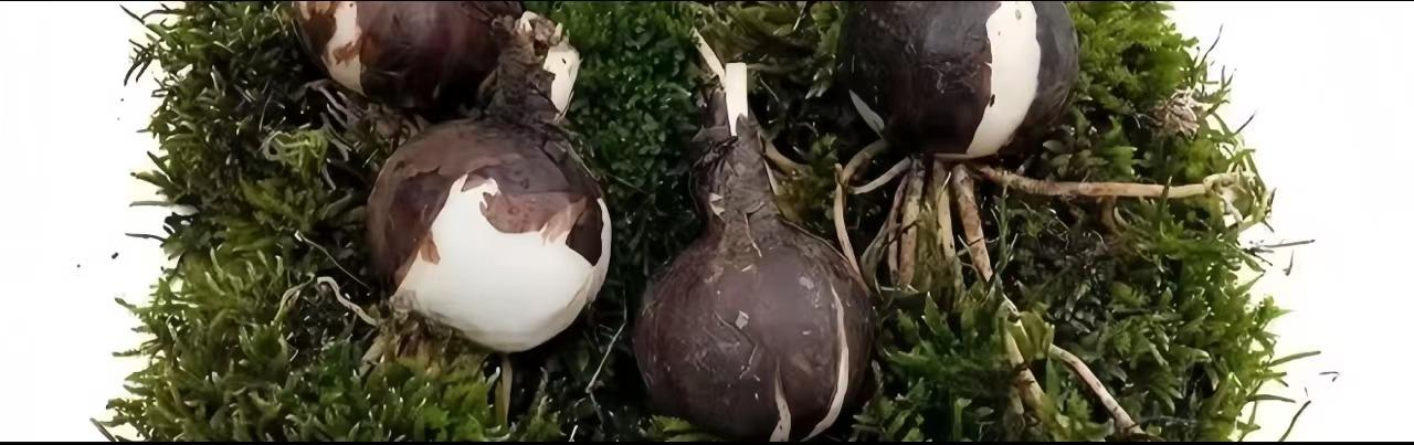 💕 Váltsd valóra a kívánságaidat: Kívánsághagymák – Egy virágzó csoda minden otthonba🌷