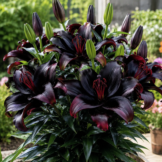 Black Magic Lily🌺Illatliliom hagymák – Friss és édes