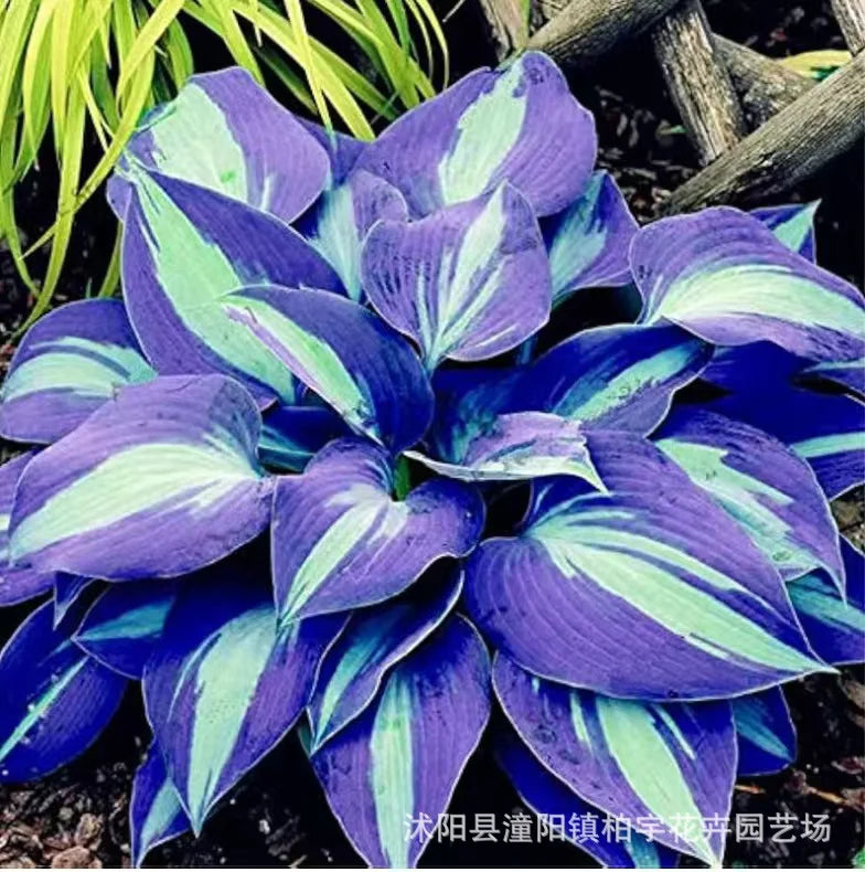 Ritka tarka levelű árnyékliliom magok