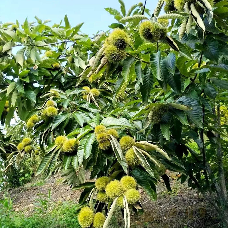 Törpe vadgesztenye magok – édes és aromás diófélék