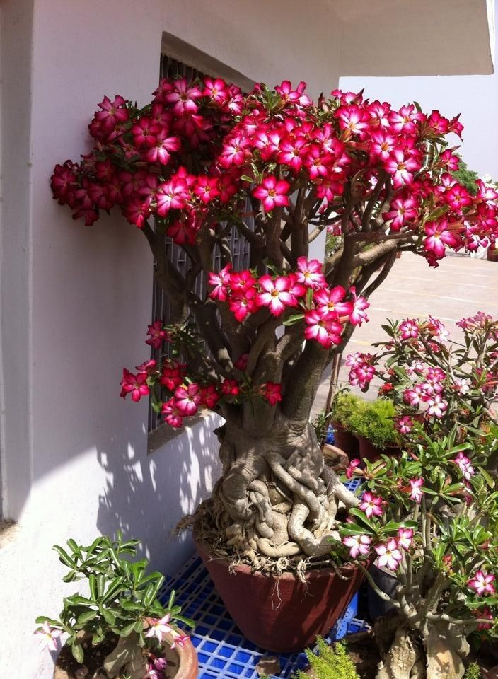 🔥Neveld a Sivatagi Királynőt – most akciós áron!🎁 😍Imád virágozni, hosszú virágzási időszak 🌵 Sivatagi rózsa