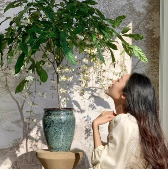 🌸Téli függő jázmin – egy álom szobanövény🌿❄️