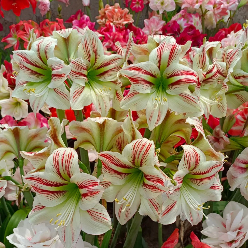 Dupla virágú amarillisz hagymák🌼