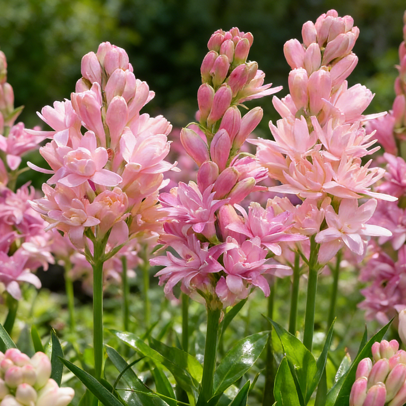 🌺Dupla illatú tubarózsa hagymák – Holdkerti virág