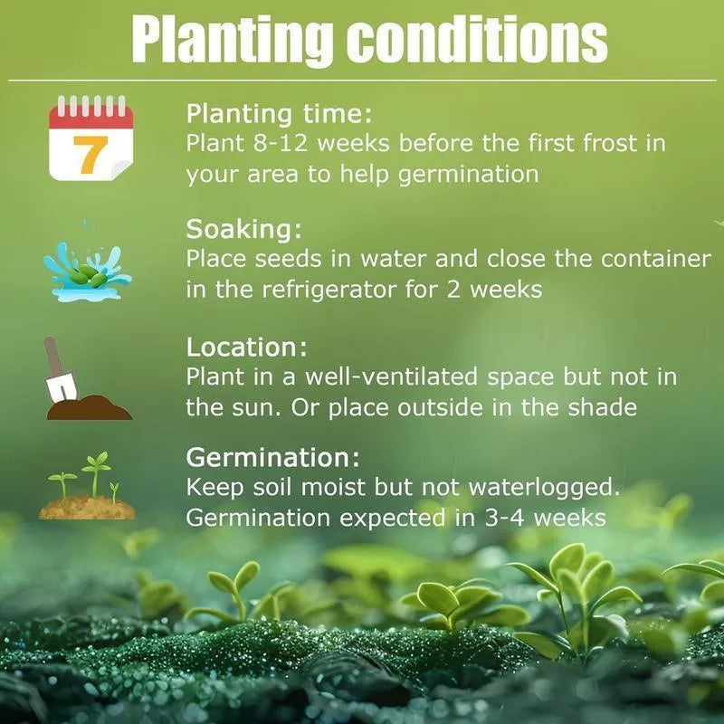 Rainbow Haze növényi magok