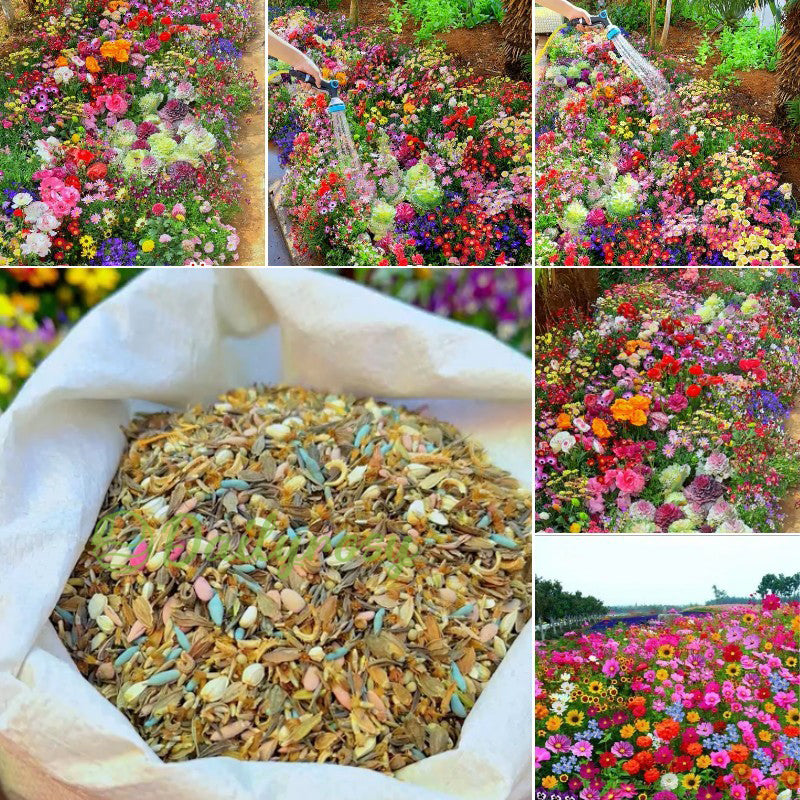 🔥Az akció utolsó napja💐Vegyes évelő virágmagok - több mint 60 vegyes fajta
