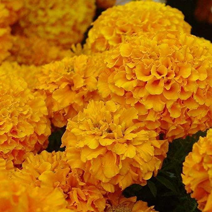 Hortenzia magok: Fedezze fel a természet szépségét