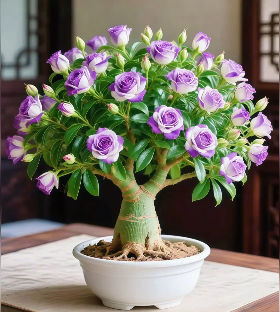 🌵 Ritka sivatagi rózsa magok 🌺 Könnyen termeszthető