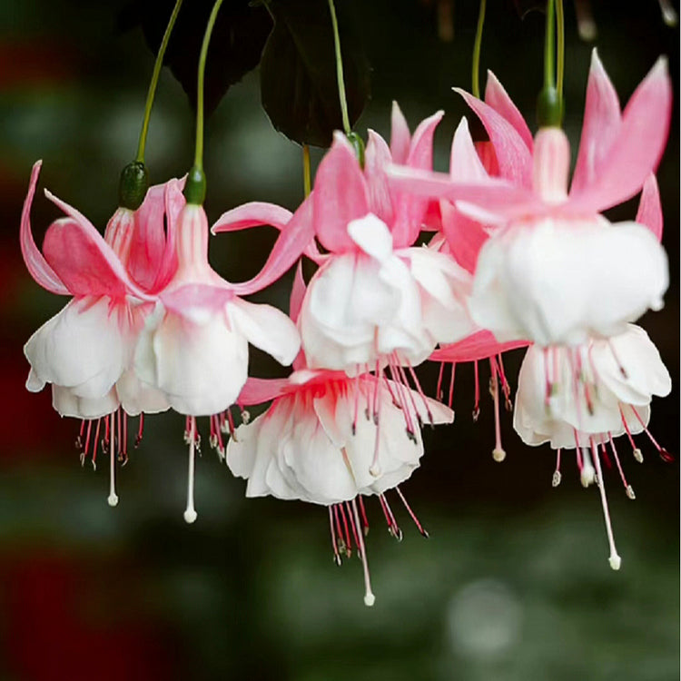 🌺Fukszia magok - Lámpásvirág