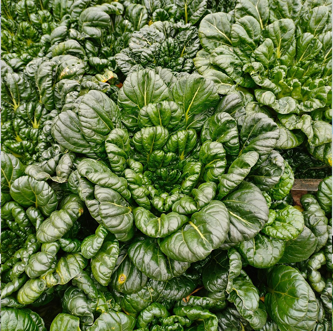 Brassica Narinosa magvak (WuTat Choy)