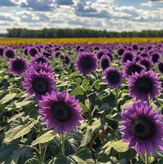 Utolsó 8000 mag💜 Midnight Sun óriás napraforgómagok 🌻 Ritka fajta és 2,4 méternél is magasabbra nő