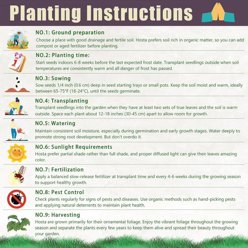 🌿 Ritka Hosta hagymák🎁 Különleges ajánlat 2025