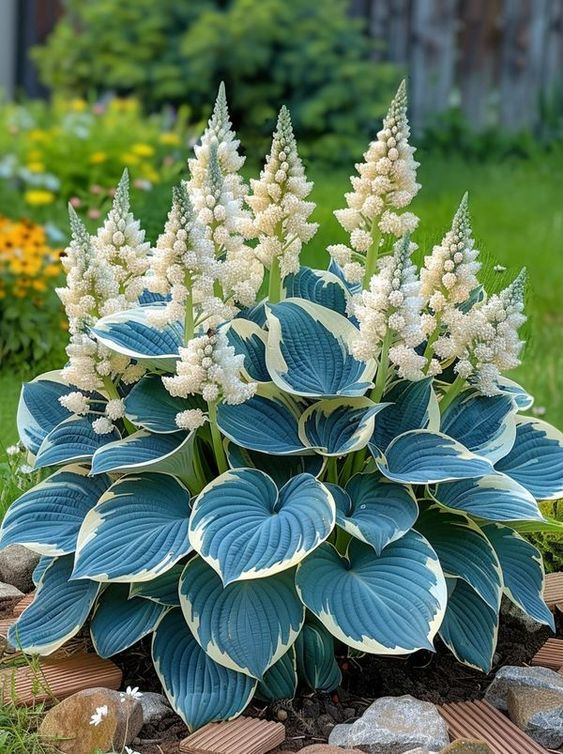 Hardy Beauty: Árnyék- és hidegálló hosta virágok