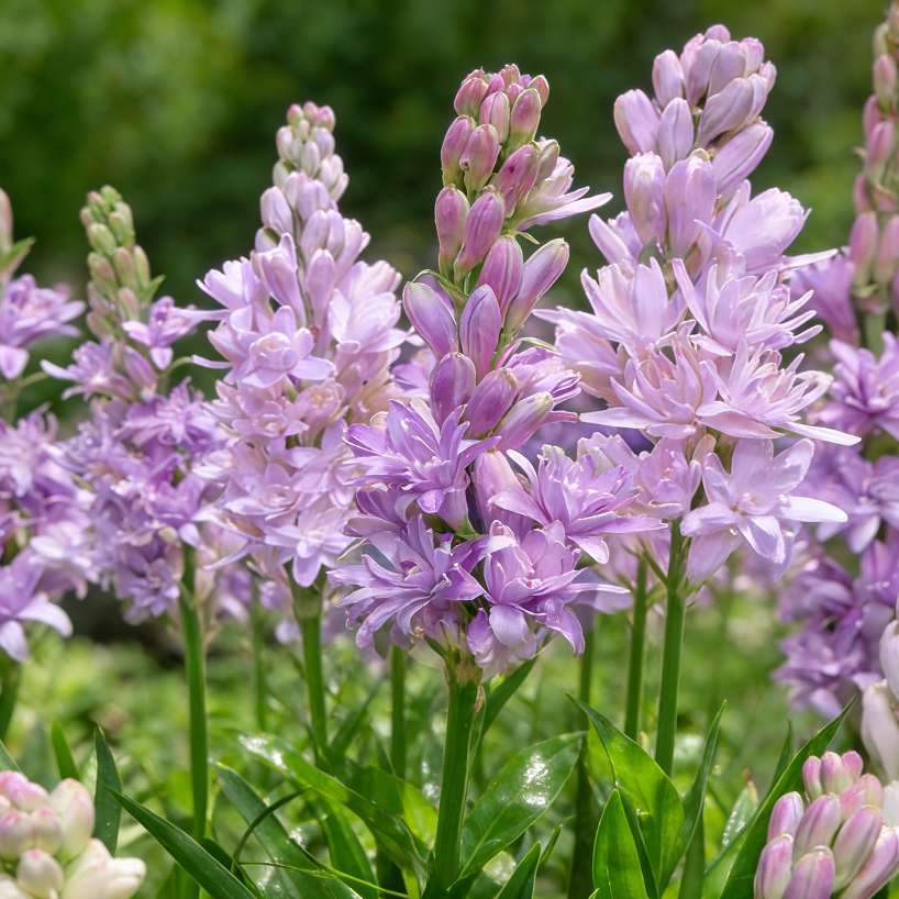 🌺Dupla illatú tubarózsa hagymák – Holdkerti virág