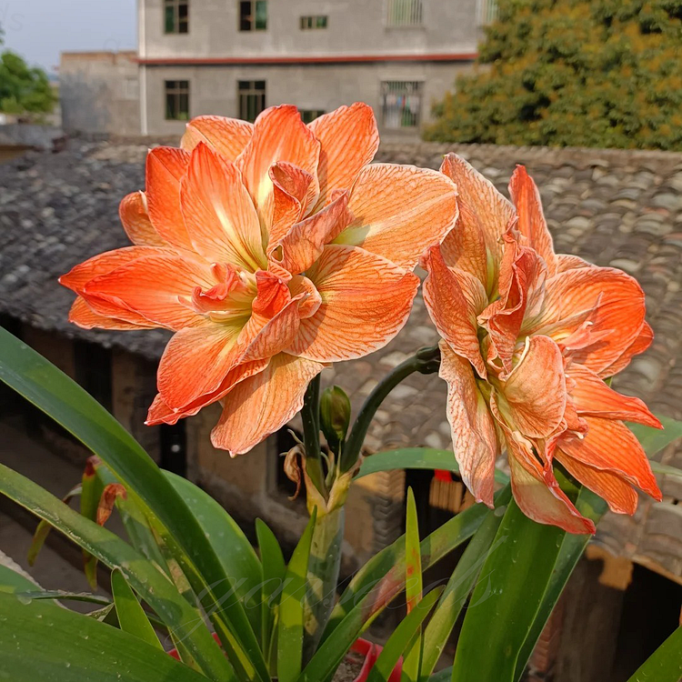 Dupla virágú amarillisz hagymák🌼