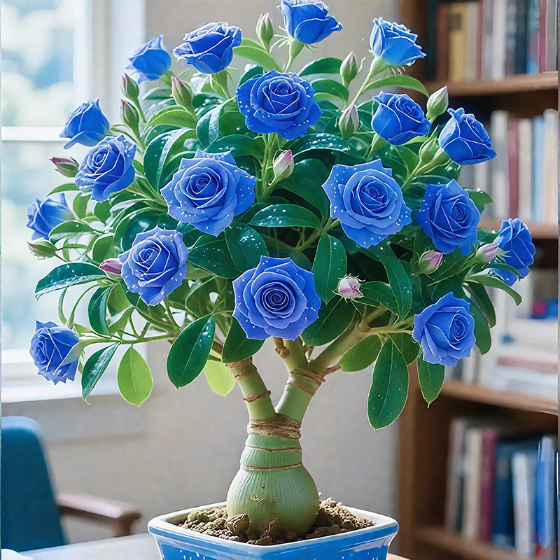 🌵🌺Sivatagi rózsák hagymái