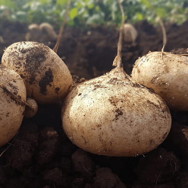Exkluzív ajánlat💥Gazdag, lédús és tápláló ropogós gyümölcs - édes jicama otthoni termesztéshez🍠