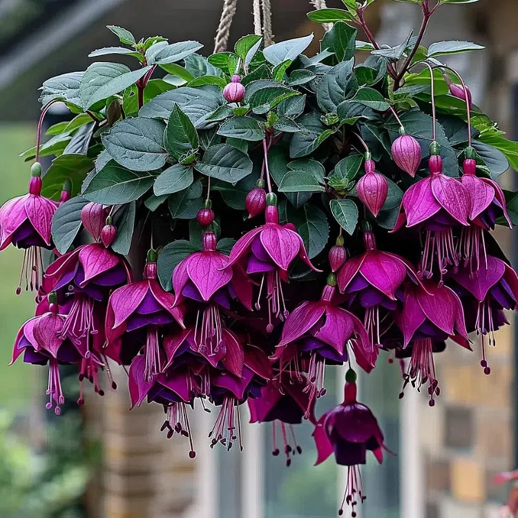 🌺Fukszia magok - Lámpásvirág