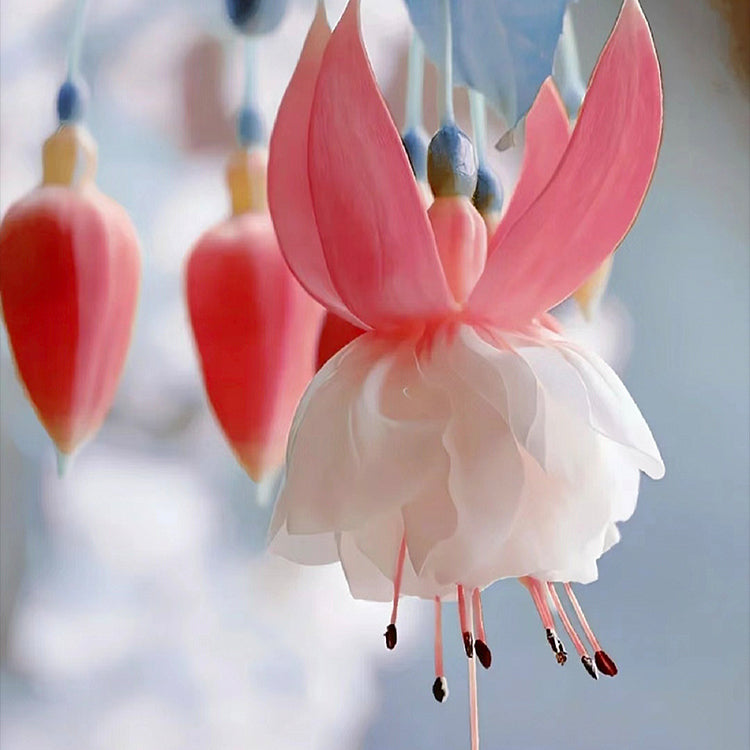 🌺Fukszia magok - Lámpásvirág