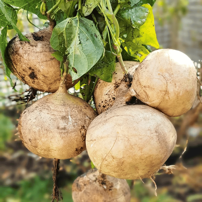 Exkluzív ajánlat💥Gazdag, lédús és tápláló ropogós gyümölcs - édes jicama otthoni termesztéshez🍠