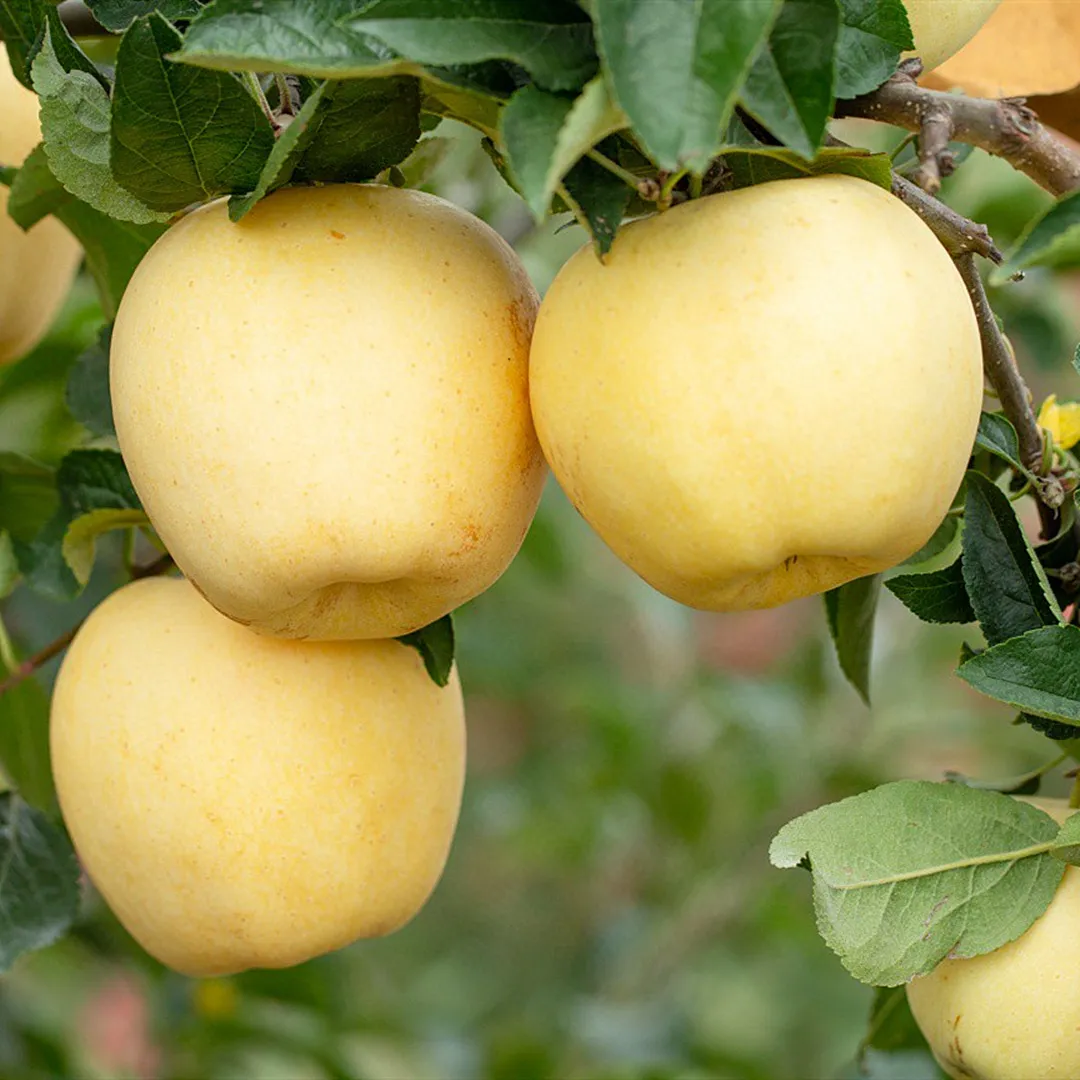 Aranyalma magvak, 90%-os túlélési arány