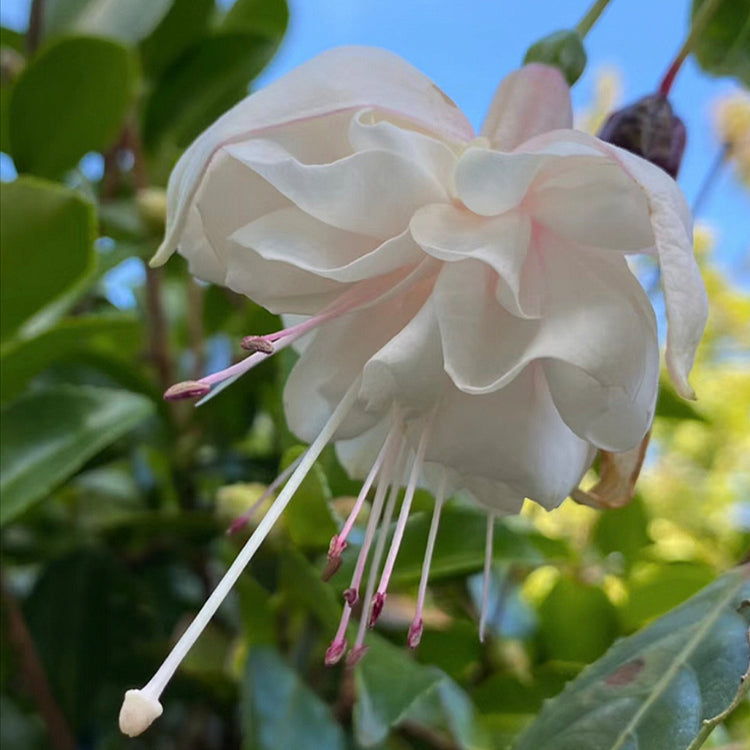 🌺Fukszia magok - Lámpásvirág