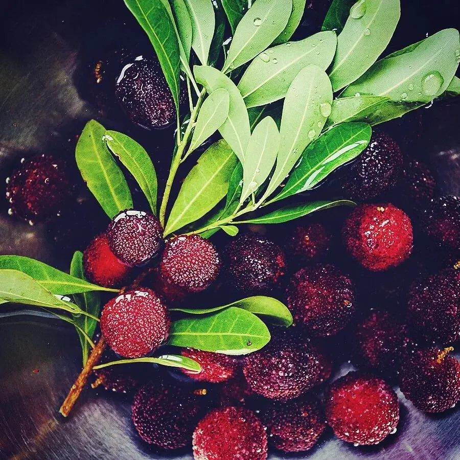 Óriás babérbogyó：Pingponglabda méretű, ⭐Eper és cseresznye ízkombinációja