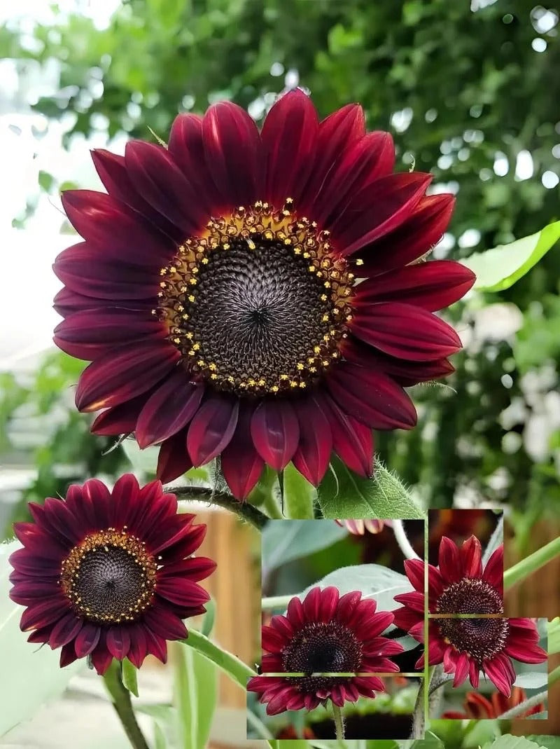 Vörös Hullámú Hibrid Napraforgómag