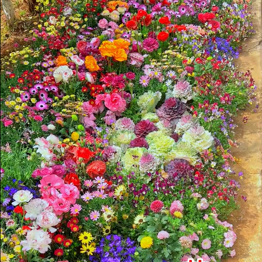 🔥Az akció utolsó napja💝Vegyes évelő virágmagok - több mint 30 vegyes fajta