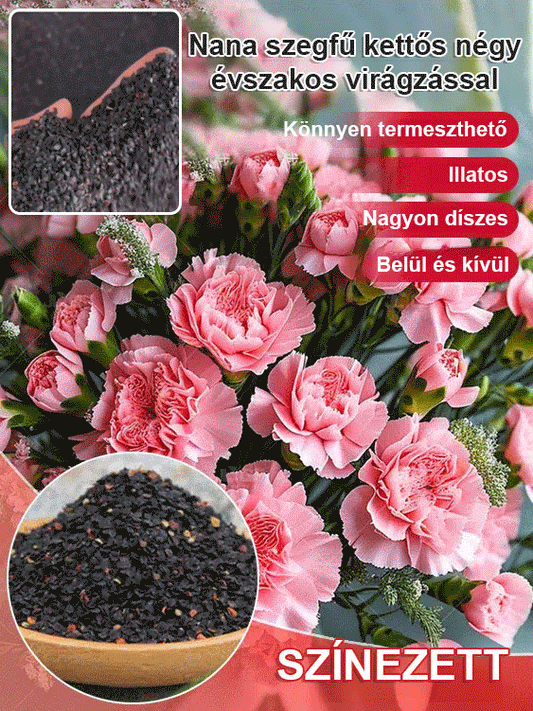 【Egész évben virágzó】dupla szirmú szegfűmagok