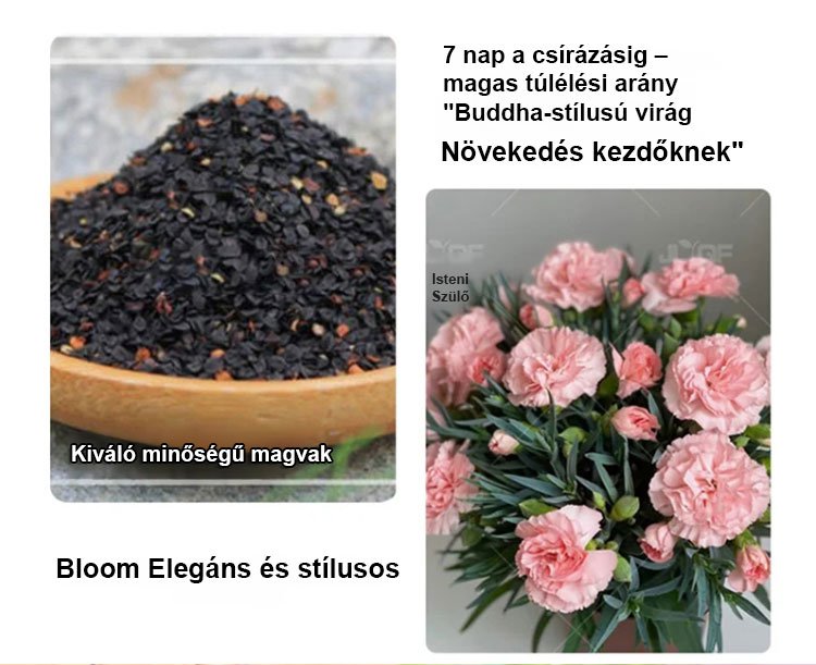 【Egész évben virágzó】dupla szirmú szegfűmagok